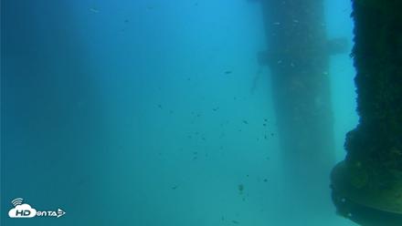 Scripps Pier Underwater Live Webcam - Aug 26, 2026, 2:49pm PDT