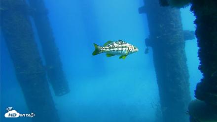 Scripps Pier Underwater Live Webcam - Oct 20, 2026, 1:53pm PDT