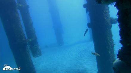Scripps Pier Underwater Live Webcam - Oct 19, 2026, 12:25pm PDT