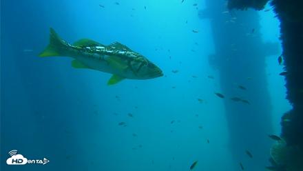 Scripps Pier Underwater Live Webcam - Sep 15, 2026, 12:09pm PDT