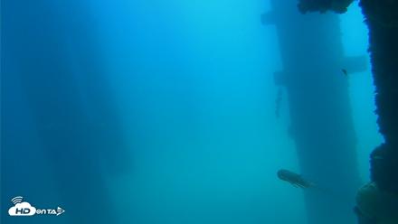 Scripps Pier Underwater Live Webcam - Sep 16, 2026, 1:21pm PDT