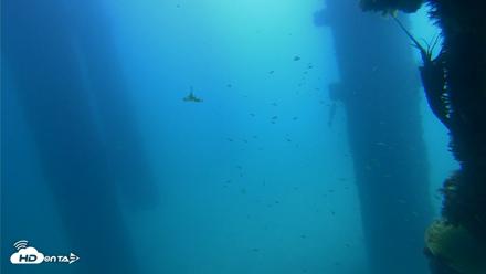 Scripps Pier Underwater Live Webcam - Sep 21, 2026, 11:31am PDT