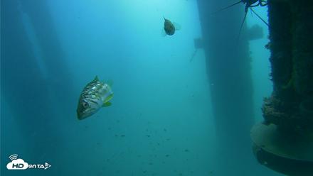 Scripps Pier Underwater Live Webcam - Jul 31, 2026, 10:04am PDT