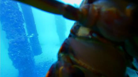 Scripps Pier Underwater Live Webcam - Jan 28, 2026, 2:13pm PST