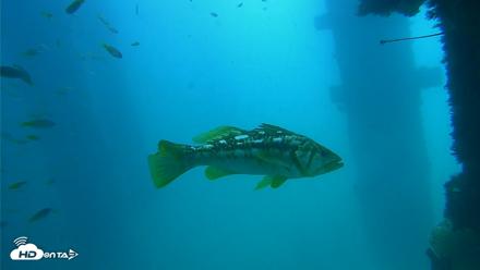 Scripps Pier Underwater Live Webcam - Sep 15, 2026, 11:57am PDT