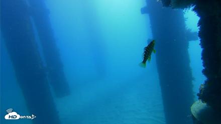 Scripps Pier Underwater Live Webcam - Oct 21, 2026, 10:35am PDT