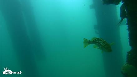 Scripps Pier Underwater Live Webcam - Sep 18, 2026, 10:45am PDT
