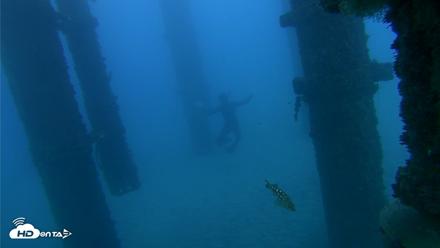 Scripps Pier Underwater Live Webcam - Oct 19, 2026, 5:59pm PDT
