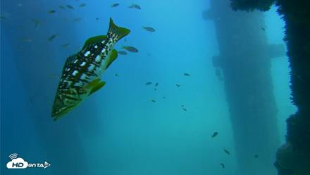 Scripps Pier Underwater Live Webcam - Sep 18, 2026, 2:14pm PDT
