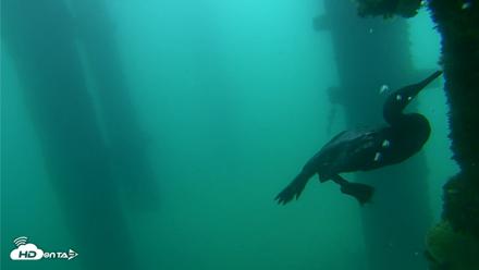 Scripps Pier Underwater Live Webcam - Sep 18, 2026, 7:57am PDT
