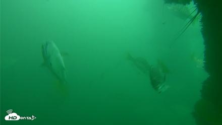 Scripps Pier Underwater Live Webcam - Oct 11, 2026, 11:08am PDT