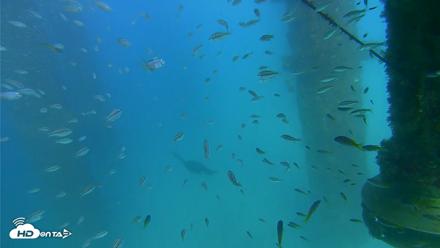 Scripps Pier Underwater Live Webcam - Aug 28, 2026, 4:56pm PDT