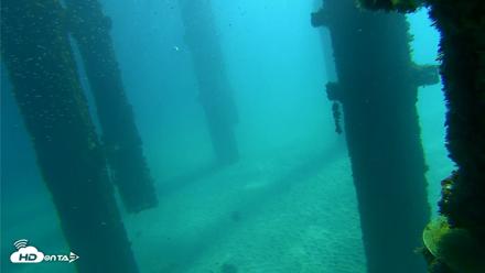 Scripps Pier Underwater Live Webcam - Oct 7, 2026, 10:49am PDT