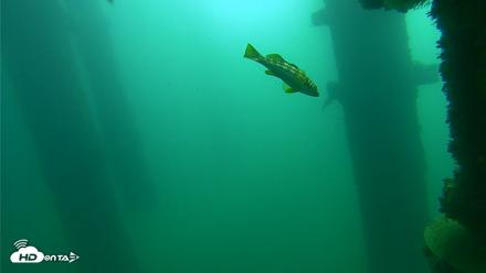 Scripps Pier Underwater Live Webcam - Oct 15, 2026, 10:04am PDT