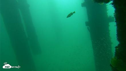 Scripps Pier Underwater Live Webcam - Sep 27, 2026, 10:18am PDT