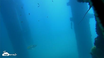 Scripps Pier Underwater Live Webcam - Oct 9, 2026, 12:03pm PDT