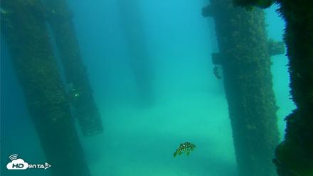 Scripps Pier Underwater Live Webcam - Sep 24, 2026, 2:34pm PDT