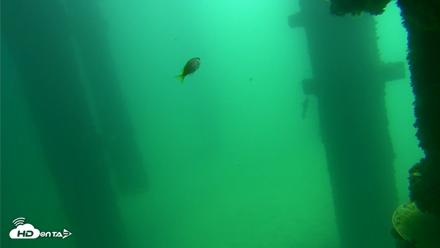 Scripps Pier Underwater Live Webcam - Sep 17, 2026, 11:43am PDT