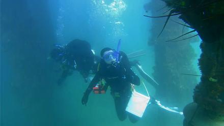 Scripps Pier Underwater Live Webcam - Sep 10, 2025, 3:31pm PDT