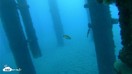 Scripps Pier Underwater Live Webcam - Oct 19, 2026, 7:19am PDT