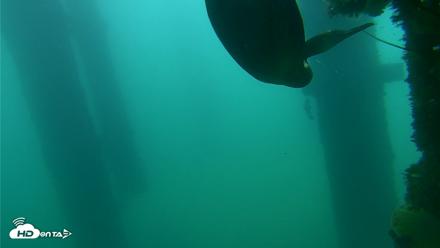 Scripps Pier Underwater Live Webcam - Sep 18, 2026, 7:57am PDT