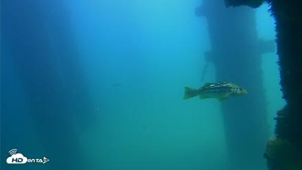 Scripps Pier Underwater Live Webcam - Sep 22, 2026, 12:59pm PDT
