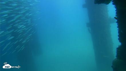 Scripps Pier Underwater Live Webcam - Sep 18, 2026, 2:11pm PDT