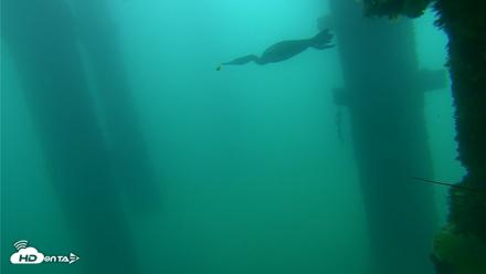 Scripps Pier Underwater Live Webcam - Sep 18, 2026, 7:55am PDT