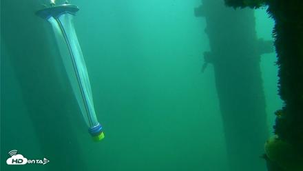 Scripps Pier Underwater Live Webcam - Oct 8, 2026, 12:16pm PDT
