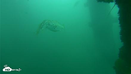 Scripps Pier Underwater Live Webcam - Oct 11, 2026, 12:05pm PDT