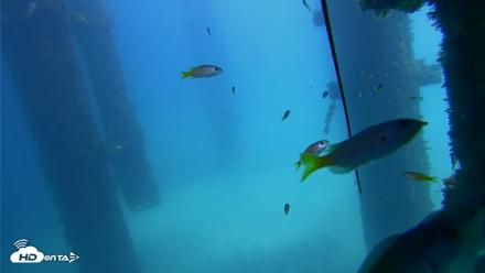 Scripps Pier Underwater Live Webcam - Sep 25, 2026, 12:53pm PDT