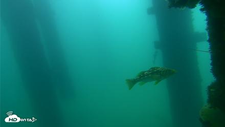 Scripps Pier Underwater Live Webcam - Sep 18, 2026, 10:38am PDT