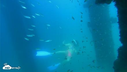 Scripps Pier Underwater Live Webcam - Sep 16, 2026, 3:45pm PDT