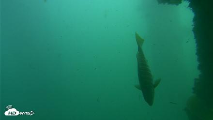 Scripps Pier Underwater Live Webcam - Oct 12, 2026, 3:46pm PDT