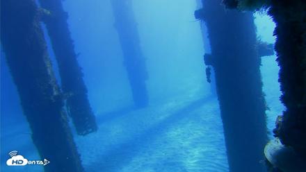 Scripps Pier Underwater Live Webcam - Oct 19, 2026, 10:47am PDT