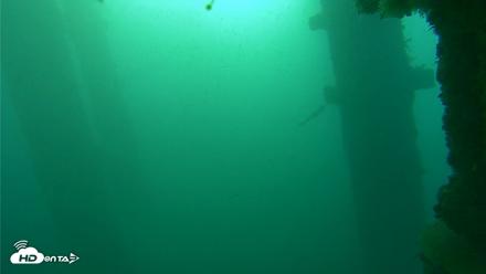 Scripps Pier Underwater Live Webcam - Oct 20, 2026, 7:56am PDT