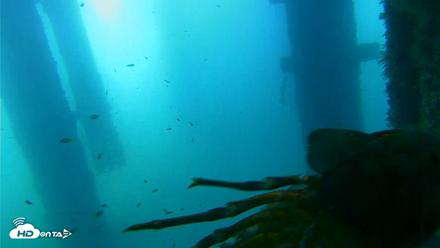 Scripps Pier Underwater Live Webcam - Aug 25, 2026, 8:03am PDT