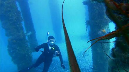 Scripps Pier Underwater Live Webcam - Jan 28, 2026, 2:08pm PST