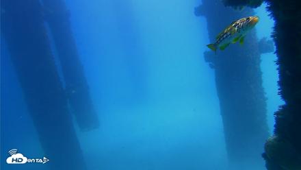 Scripps Pier Underwater Live Webcam - Sep 25, 2026, 1:13pm PDT