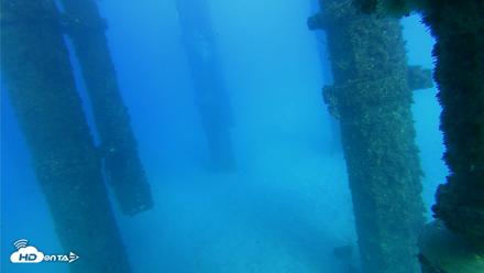 Scripps Pier Underwater Live Webcam - Oct 19, 2026, 4:43pm PDT