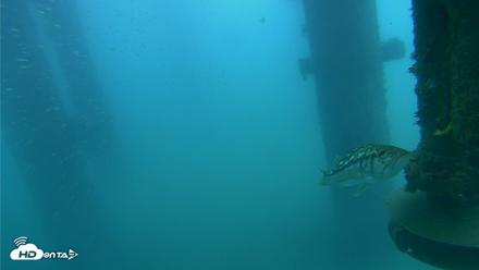 Scripps Pier Underwater Live Webcam - Aug 3, 2026, 8:41am PDT