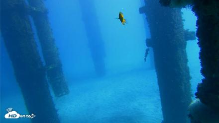 Scripps Pier Underwater Live Webcam - Oct 19, 2026, 12:55pm PDT
