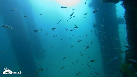 Scripps Pier Underwater Live Webcam - Sep 25, 2026, 9:07am PDT