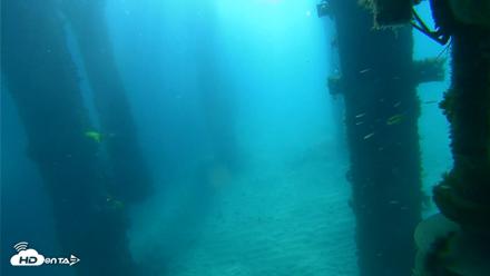 Scripps Pier Underwater Live Webcam - Apr 10, 2026, 9:36am PDT