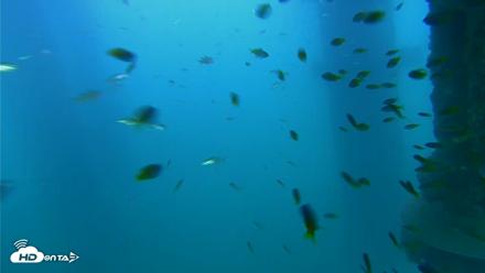 Scripps Pier Underwater Live Webcam - Aug 18, 2026, 7:03pm PDT
