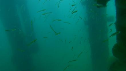 Scripps Pier Underwater Live Webcam - Mar 30, 2026, 7:22am PDT