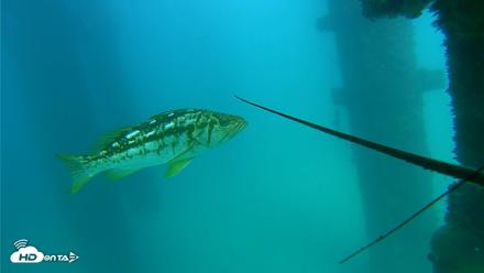 Scripps Pier Underwater Live Webcam - Sep 17, 2026, 3:31pm PDT
