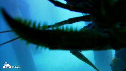 Scripps Pier Underwater Live Webcam - Sep 25, 2026, 12:32pm PDT