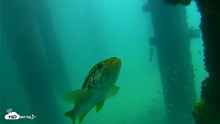 Scripps Pier Underwater Live Webcam - Sep 23, 2026, 12:21pm PDT