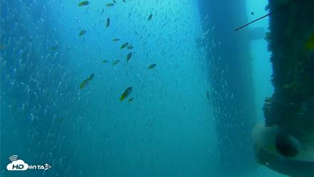 Scripps Pier Underwater Live Webcam - Aug 13, 2026, 12:20pm PDT